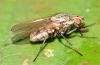 Botanophila fugax